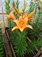 [4095 Esprit DJ No01.JPG]